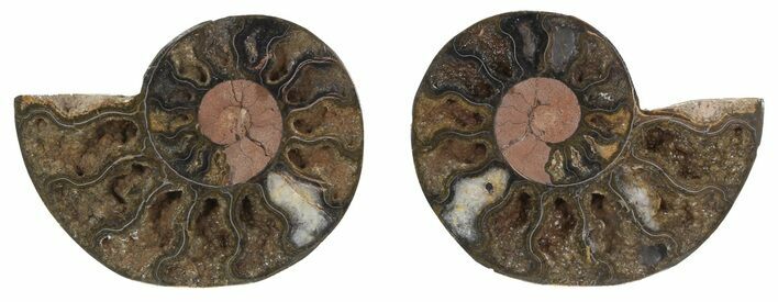 Split Black/Orange Ammonite Pair - Unusual Coloration #55558